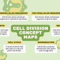 How Many Sperm Cells Are Used in Plant Fertilization? Answered