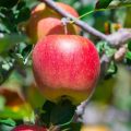 How Many Trees Did Johnny Appleseed Actually Plant? Facts