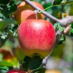 How Many Trees Did Johnny Appleseed Actually Plant? Facts