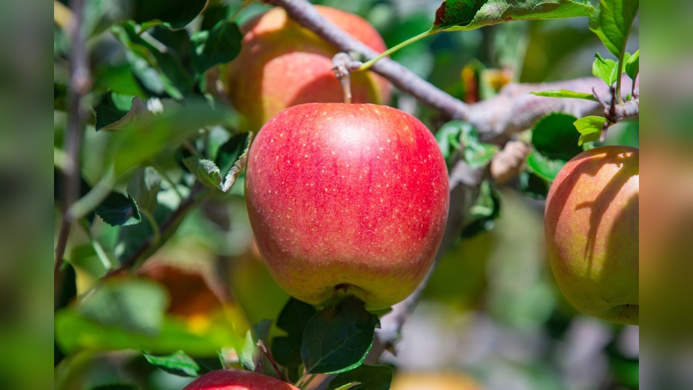 How Many Trees Did Johnny Appleseed Actually Plant? Facts