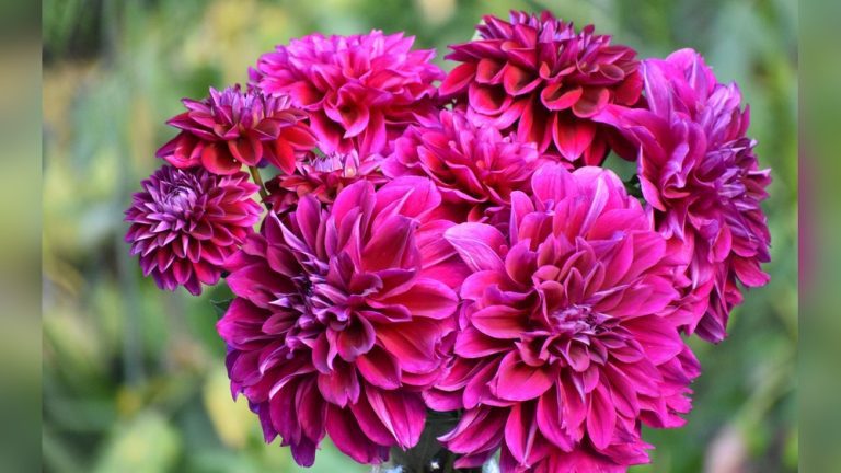 How Many Tulip Bulbs Should You Plant Together? Answered