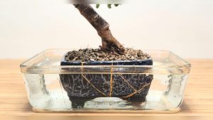 How Often Do You Have to Water Bonsai Ficus Treea