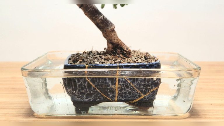 How Often Do You Have to Water Bonsai Ficus Treea