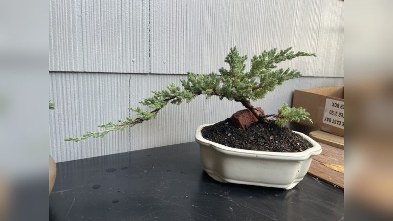 How Often Should You Water Bonsai Trees in Winter