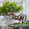 How to Choose the Right Pot Size for a Cascade Bonsai