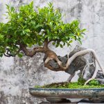How to Choose the Right Pot Size for a Cascade Bonsai