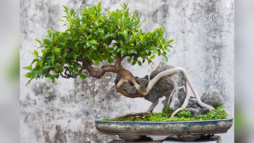 How to Choose the Right Pot Size for a Cascade Bonsai