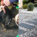 How to Clean Landscape Rocks Without Killing Plants