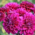 How to Collect Dahlia Seeds From Plants (Easy Fall Guide)