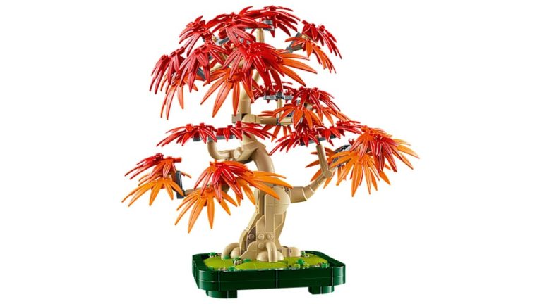 How to Get Back Buding on a Japanese Maple Bonsai