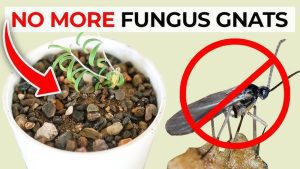 How to Get Rid of Fruit Flies in Houseplant Soil for Good
