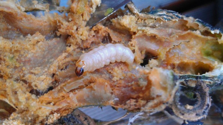 How to Get Rid of Squash Vine Borers in Soil Effectively