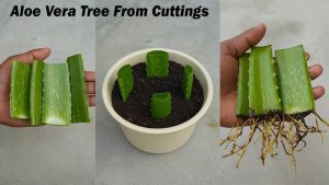 How to Grow Aloe Vera From Leaf Cutting in Soil (Easy Steps)