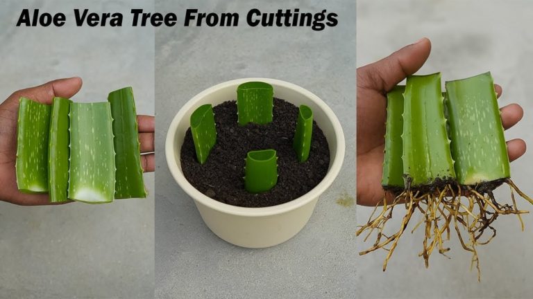 How to Grow Aloe Vera From Leaf Cutting in Soil (Easy Steps)