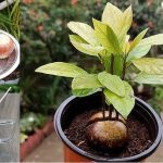 How to Grow an Avocado Plant From Seed at Home Easily
