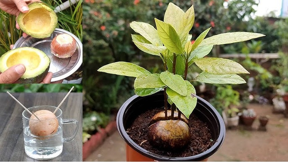 How to Grow an Avocado Plant From Seed at Home Easily