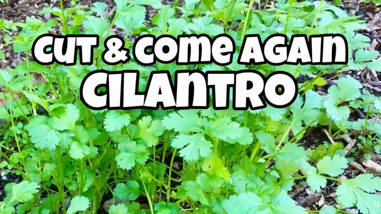 How to Harvest Cilantro Without Killing the Plant