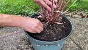 How to Harvest Lemongrass Without Killing the Plant