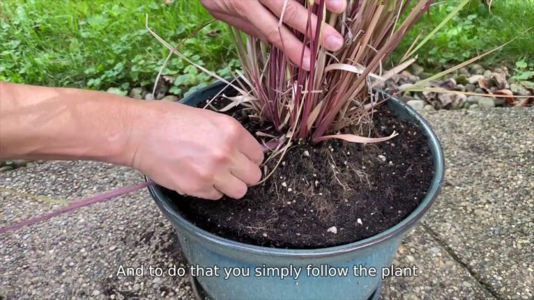 How to Harvest Lemongrass Without Killing the Plant
