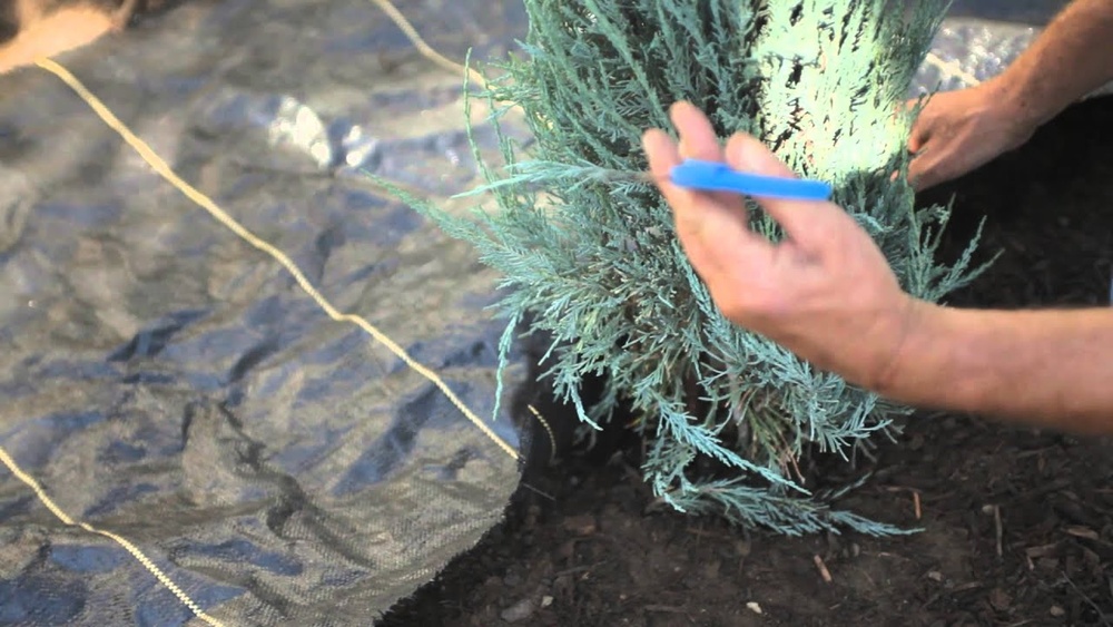 How to Lay Landscape Fabric Around Existing Plants