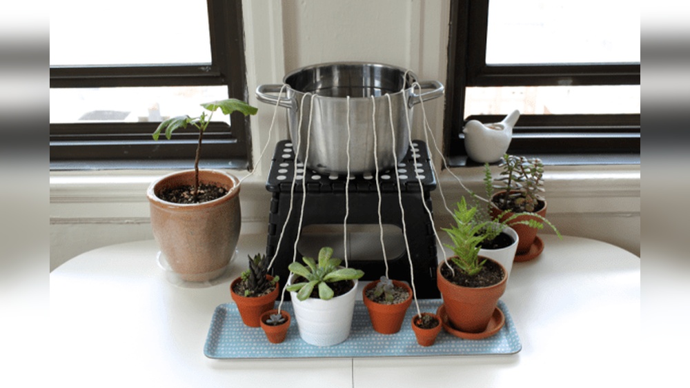 How to Make a Self-Watering System for Potted Plants at Home