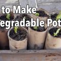 How to Make Homemade Seeds for Gardening (Diy Methods)