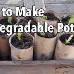 How to Make Homemade Seeds for Gardening (Diy Methods)