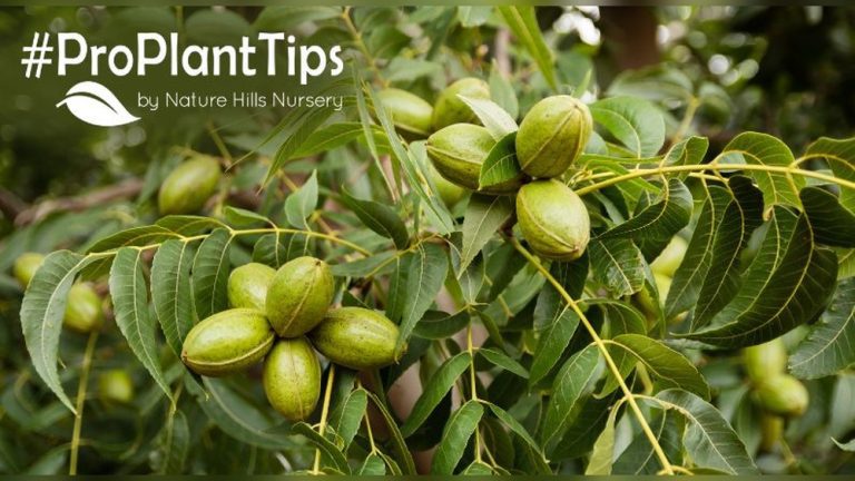 How to Plant a Pecan Tree From a Seed (Full Guide)