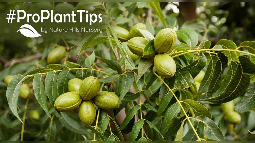 How to Plant a Pecan Tree From a Seed (Full Guide)