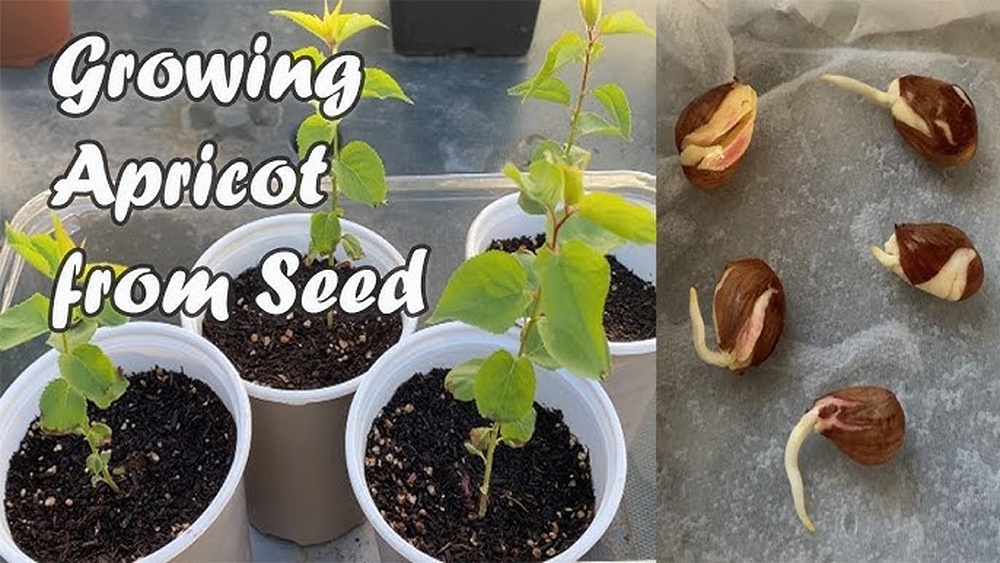 How to Plant an Apricot Tree From Seed That Will Thrive