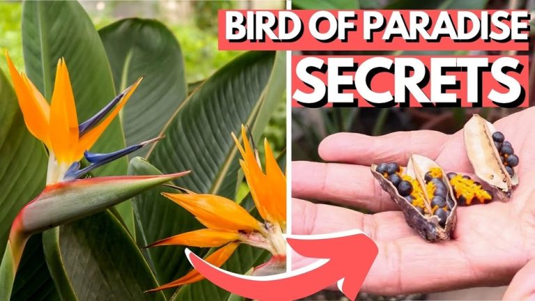 How to Plant Bird of Paradise Seeds