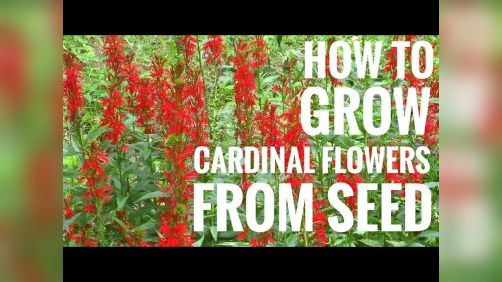 How to Plant Cardinal Flower Seeds
