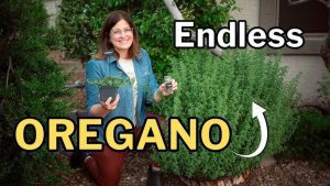 How to Plant Coriander Seeds at Home for Endless Harvest