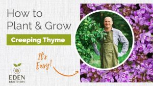 How To Plant Creeping Thyme Seeds