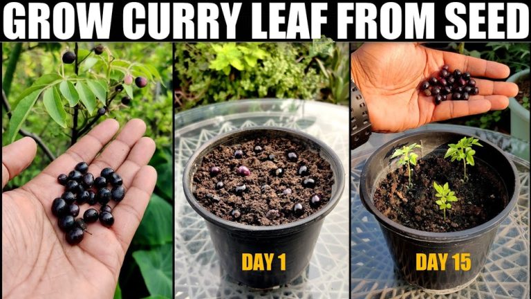 How to Plant Curry Leaves from Seeds