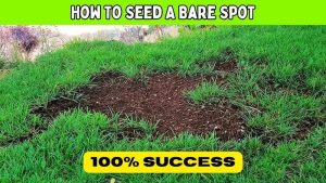 How to Plant Grass Seed in Bare Spots for Quick Recovery