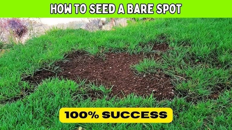 How to Plant Grass Seed in Bare Spots for Quick Recovery