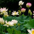 How to Plant Lotus Seeds in an Aquarium (Step-By-Step)