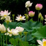 How to Plant Lotus Seeds in an Aquarium (Step-By-Step)