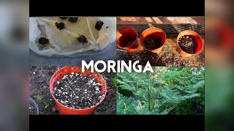 How to Plant Moringa Oleifera Seeds