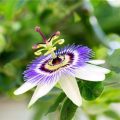 How to Plant Passion Flower Seeds That Actually Germinate