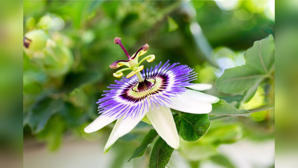 How to Plant Passion Flower Seeds That Actually Germinate