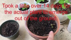 How To Plant Pride Of Barbados Seeds