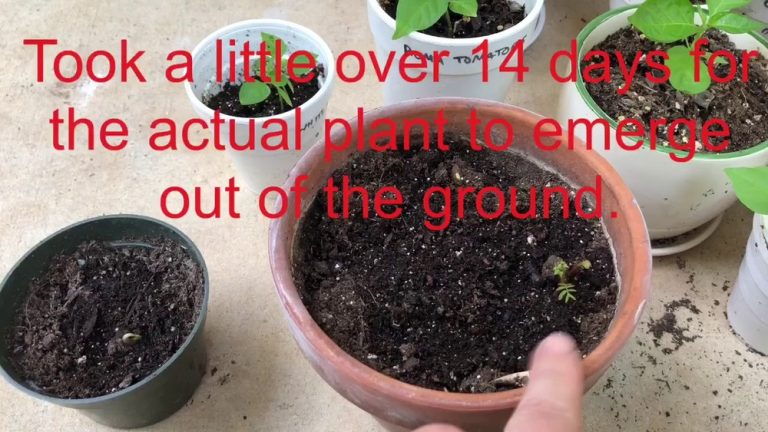 How to Plant Pride of Barbados Seeds