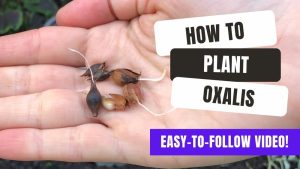 How To Plant Purple Shamrock Bulbs