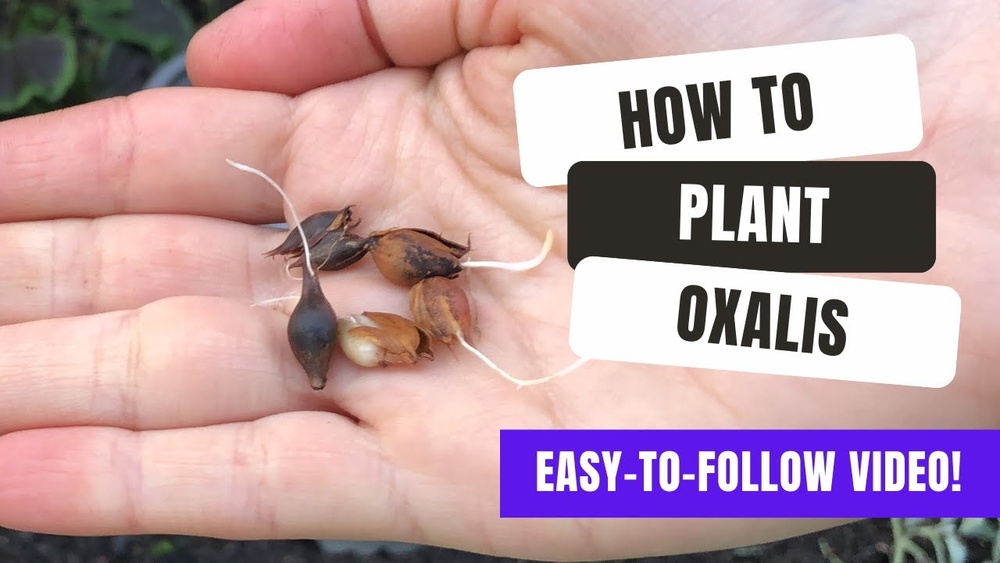 How to Plant Purple Shamrock Bulbs: Easy Step-by-Step Guide