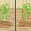 How to Preserve Pepper Seeds for Planting (Step-By-Step)