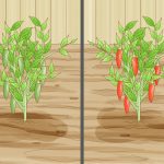 How to Preserve Pepper Seeds for Planting (Step-By-Step)