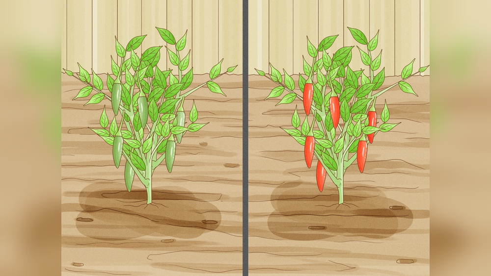 How to Preserve Pepper Seeds for Planting (Step-By-Step)