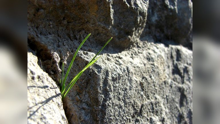 How to Prevent Weeds in Rock Landscaping for Good